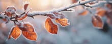 Beautiful Branch With Orange And Yellow Leaves In The Forest Covered With First Snow. Autumn Winter Background