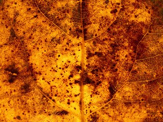 Wall Mural - autumn bright yellow spotted poplar leaf texture closeup