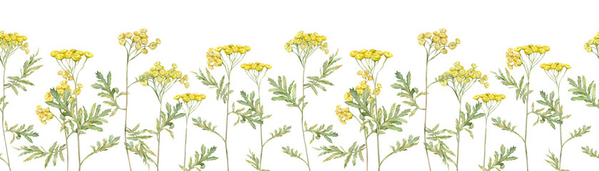 Wall Mural - Seamless border of meadow flowers. Common tansy - yellow field flowers. Watercolor hand painting illustration on isolate white background.