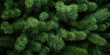 © Damianius - Image Of Coniferous Branches And Needles For Wallpaper And Background Created Using Artificial Intelligence