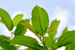 Close-up view of mitragyna speciosa or Kratom leaf against sky