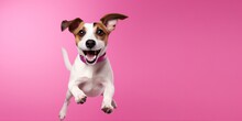 Jack Russel Dog Or Puppy Jumping On Pink Background Studio Portrait. Pet Products Store, Vet Clinic, Grooming Salon Poster Banner.