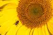 Fliege an einer Sonnenblume