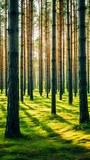 Fototapeta Natura - Pine forest in Baltic countries.