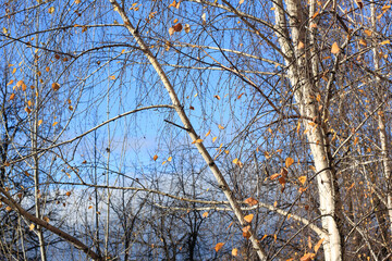 Wall Mural - Beautiful birch trees with white birch bark