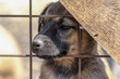 purebred puppy behind bars in a shelter