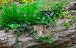 Bluszcz pospolity i liliowiec w starym pniu drzewa (Hedera helix i Hemerocallis), Common ivy and daylily in an old tree trunk, garden decoration
