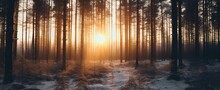 sunset in winter forest. calm, tranquil, and beautiful nature. generative AI