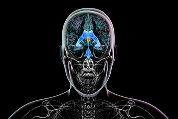 Wall Mural - The third brain ventricle, 3D illustration