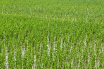 green rice field background