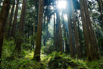 Wall Mural - sunlight flare over the greenery forest in alishan national park at taiwan