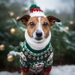 cute little dog wearing an ugly christmas sweater - portrait photo