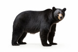 Fototapeta Zwierzęta - Black bear
