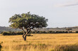 Kigelia tree in Masai Mara National Reserve, Kenya