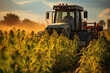 Harvesting hemp plants on a plantage field, medical marijuana, cannabis leaves, alternative medicine, narcotic drug