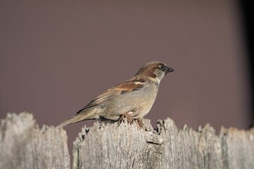 Small House sparrow perched atop a weathered wooden fence post with a blurred background