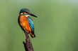 Zimorodek Kingfisher