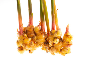 Canvas Print - Ginger Zingiber officinale roots on white background , nature bio ginger harvest