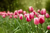 Fototapeta Tulipany - tulipany różowe, wiosenne kwiaty w promieniach wschodzącego słońca w ogrodzie	