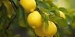 AI Generated. AI Generative. Fresh raw organic harvest farming yellow lemon on green tree branch. Graphic Art