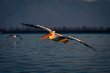 Dalmatian Pelican Glides Over Lake Near Another