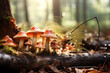 Wild mushrooms in the woods, wood mushrooms, forest mushrooms, forest plants, organism
