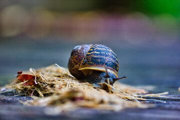 Tiny cute snail on straw in a terrace: macro photography with a lovely bokeh effect in the background