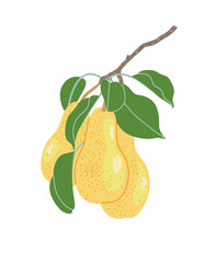 Wall Mural - Simple Pear Tree Branch with Ripe Pears.
