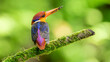 Oriental dwarf kingfisher (Ceyx erithaca)