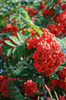 Rowan tree with lots of bunches of red berries at autumn day close up view