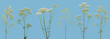 Many stems of various forest plants witn white flowers on blue background
