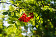 Rowan tree with lone bunch of red berries at autumn day close up view