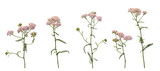 Fototapeta  - Few stems of yarrow witn flowers and green leaves isolated on white background