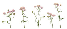 Few Stems Of Yarrow Witn Flowers And Green Leaves Isolated On White Background