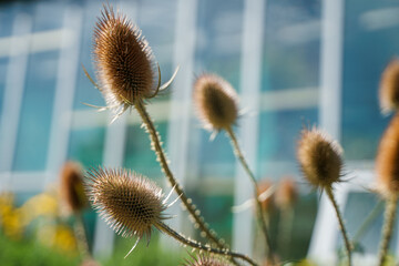 Wall Mural - Cutleaf teasel seeds close-up view with blue sky background
