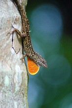 Close-up Image Of A Brown Anole Lizard On A Tree, With A Blurred Background