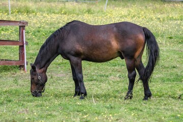 Brown horse grazing in a green grass field