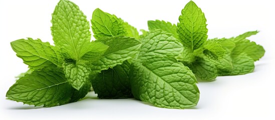 Wall Mural - A close up of fresh mint isolated on a white background