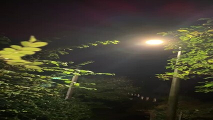 Wall Mural - close up of branch with green leaves at night with spot light