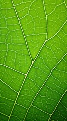 Poster - Vibrant green leaf texture background showcasing intricate vein patterns and natural symmetry