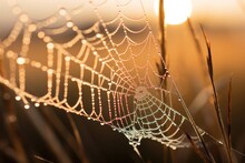Dew-kissed Spider Web Gracefully Sways Amid Tall Grasses, The Essence Of Dawn's Gentle Embrace