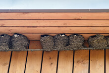 Swallow Nests Under The Roof Of The Building, Close-up
