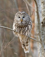 Ural Owl On A Tree In Forest