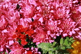 Fototapeta Na ścianę - Blumen in prächtiger Farbe