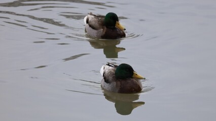 Poster - Group of Mallards chilling with a Wood Duck in the Don River in Toronto, Ontario