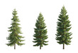 Set of spruce picea abies and pungens colorado blue big tall green fir evergreen pinaceae needled tree isolated png big tall on a transparent background perfectly cutout
