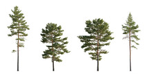 Set Of Pinus Sylvestris Scotch Pine Spruce Big Tall Tree Isolated Png On A Transparent Background Perfectly Cutout Pine Pinaceae Pine Baltic Pine Fir