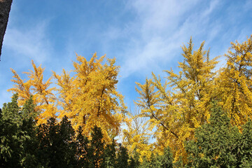 Wall Mural - bright autumn colors