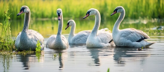 Wall Mural - A cluster of magnificent gray swans grace the lakeside perching with their backs against the ground gently flapping their wings The gathering of these untamed gray swans glides gracefully ac