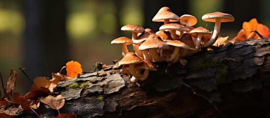 Sticker - Autumn s tree is adorned with mushrooms on its trunk